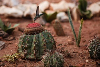 Hummingbird + Cactus