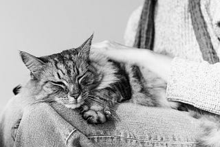 Why we need to destigmatize surrendering a pet