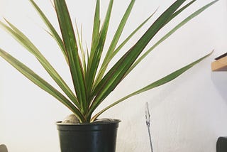 A plastic T-rex looking up at an indoor Madagascar Dragon tree, accompanied by Star Ruby, 2 Aquamarines, Earth and Time.