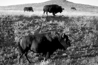 Announcing our Investment in Bison Trails