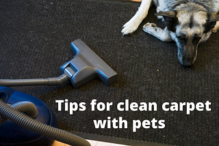 5 Tips for Keeping Carpets Clean with Pets!