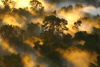 Les forêts tropicales intactes du monde ont atteint leur “pic d’absorption du carbone” dans les…