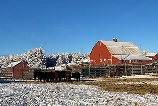 A red barn in a snowy farm with blue sky and cows feeding.