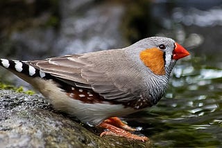 Remembering Our Chief Naturalist