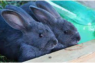 Top 4 Rabbit Breeds To Keep As Pets
