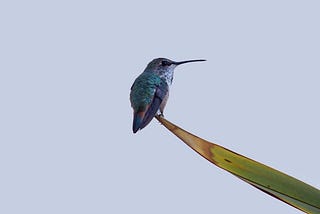 A humming bird perched on the top of a leaf