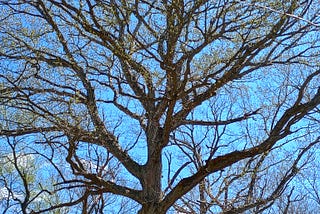 Trees beginning to show green buds on previously bare branches against a blue sky with a few clouds.