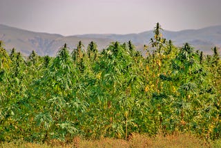 Environmental Benefits of Hemp