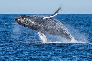 10 facts about whales