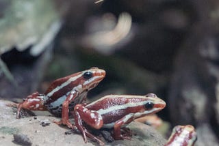 Seven Little Frogs
