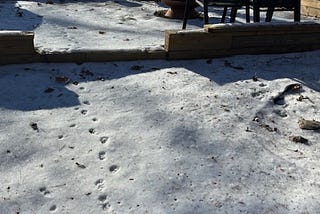 A snow covered portion of a backyard showing animal tracks in the snow.