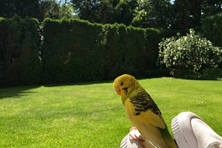 Saturday afternoon with a freshly elected EU parliamentarian and a yellow budgie