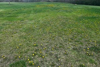 Spring! Hello Flowering Ornamentals, Dandelions Pounce, Yellow Patch, and Blue Coat Univ?