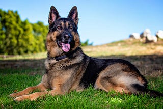 How To Train A German Shepherd Dog (Essential Tips!)