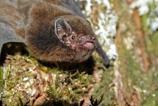 The ACTUAL AND REAL Story Behind How a Bat Became “Bird of the Year 2021”