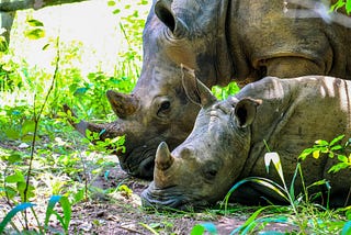 The Key to Save the Rhino? It’s Right Under Your Nose