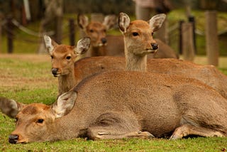 Deer lots of deer