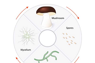 How to Vet Your 🍄 Products: The Mycelium vs Fruiting Body Debate