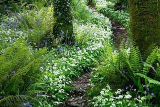 A Trail Through Nature