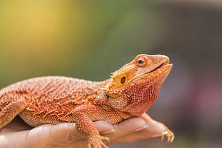 Rescuing Bearded Dragons: Why it Shouldn’t be Done