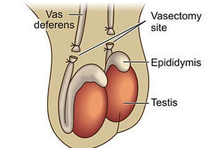 No Needle No Scalpel Vasectomy | Melbourne | Mornington Peninsula | Rosebud Super Clinic