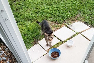 Grey tabby cat standing in front of a blue food bowl.