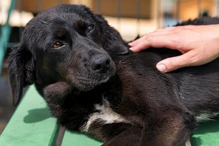 Understanding Fear-Based Aggression in Dogs: Causes and Insights