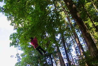 A girl climbs in the trees with the help of a harness and ropes.