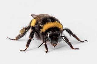 According to Research Bees Can Move Balls