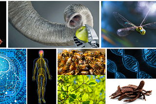 Nature’s Blueprint: Unlocking the Power of Biomimicry in Innovation