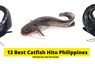 13 Best Catfish Hito Philippines 2022 (w/ Free Discount)