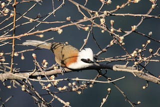 Chakki Morh- The Birding Bliss