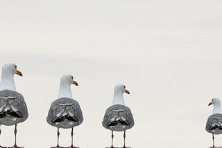 4 seagulls in a line