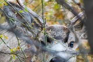 A young male mule deer peers at the author through branches.