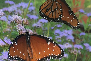 Four Easy Ways to Attract Pollinators to Your Yard