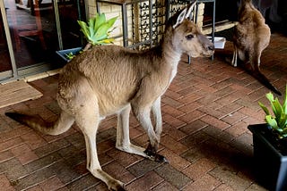 No, Kangaroos Don’t Bounce Down the Street — Yes You Can Have a Beer With Them