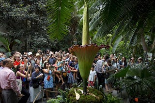 As Seen Through the Nose: Corpse Flower in the Bronx Botanical Garden