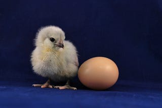 Fuzzy, newly-hatched chick looks sideways at a brown egg, illustrating the question of which came first? Sensitivity or trauma