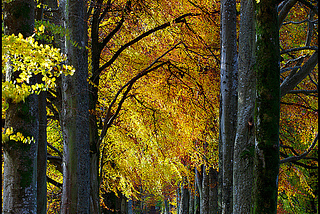 Autumn beech avenue to Drummond Castle, Scotland