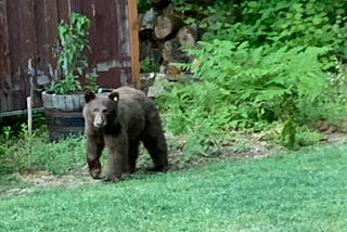 A black bear walking through someone’s back yard, looking toward the camera and with one front leg raised as it walks. There is a tall wooden fence and a firewood pile behind the bear.