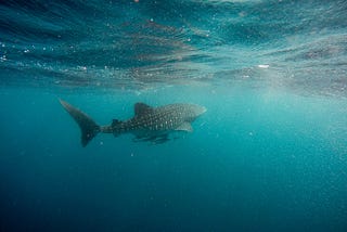 Julian and the Giant Fish