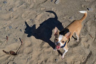 Loving summer the smart way: Preventing and identifying heat stroke in dogs