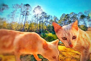 Two ginger cats in the foreground of a grove of trees, near Savannah, Georgia