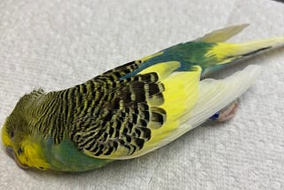 A grren and yellow parakeet lis dead and being prepared for burial.
