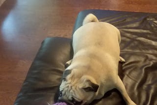 Letter to my Remy: Love a Pug