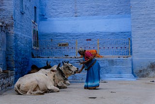 woman feeding cows India