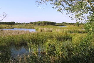 Discover Doñana National Park