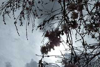 Photo taken of cherry blossoms from beneath the branch, looking upward into a gray, cloudy sky. This creates a silhouetted, muted effect on the normally bright pink blossoms.