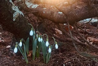 To the Steadfast Snowdrop