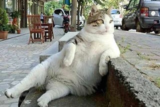 “Can you eat cats?” and other popular Google searches during the Coronavirus lockdown